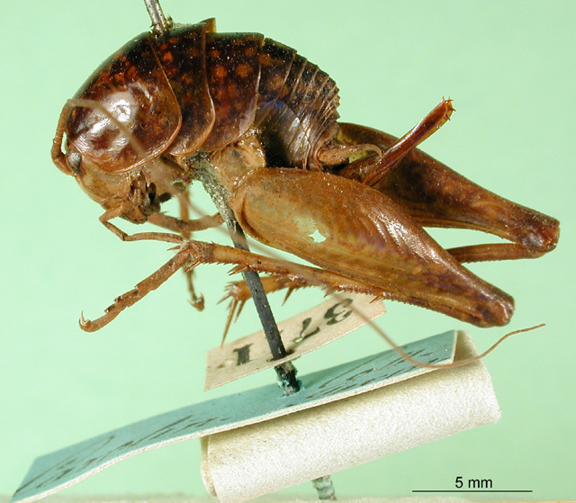 CollectionObject 1500220; 0514766b-cca1-4088-9dfe-f7e822ee00af: female, lateral view (lectotype). (CollectionObject).