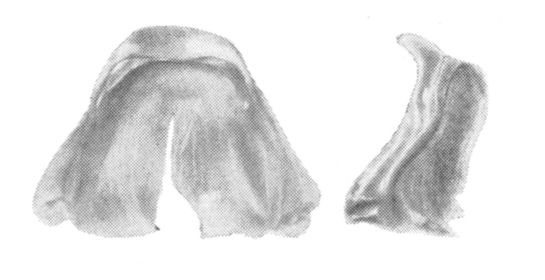 Ceuthophilus (Ceuthophilus) nitens Hubbell, 1936: Figs. 57-57a. epiphallus. (Otu).