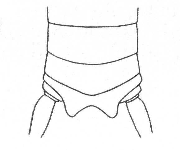 Ceuthophilus (Ceuthophilus) pallescens Bruner, 1891: Fig. 589. male abdomen tip. (Otu).