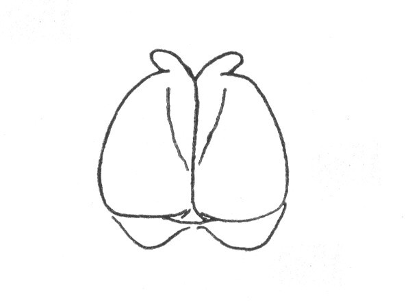 Ceuthophilus (Ceuthophilus) brevipes Scudder, 1862: Fig. 687. male subgenital plate. (Otu).