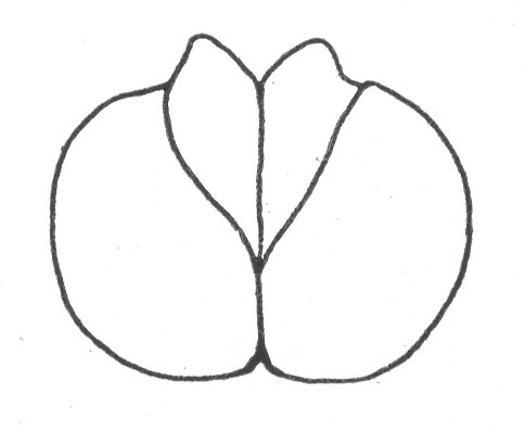 Ceuthophilus (Ceuthophilus) williamsoni Hubbell, 1934: Fig. 700. male subgenital plate. (Otu).