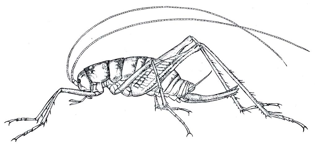 Ceuthophilus (Ceuthophilus) stygius (Scudder, 1861): Fig. 210. female (antennae nearly twice as long again as shown in cut). (Otu).