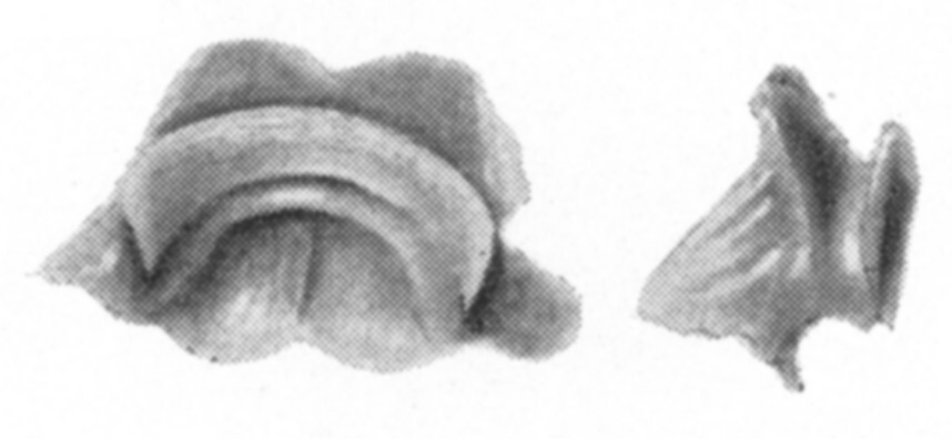 Ceuthophilus (Ceuthophilus) gracilipes apalachicolae Hubbell, 1936: Figs. 21-21a. epiphallus. (Otu).