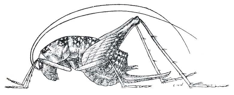 Ceuthophilus (Ceuthophilus) gracilipes gracilipes (Haldeman, 1850): Fig. 209. female habitus (body length 21-13 mm). (Otu).