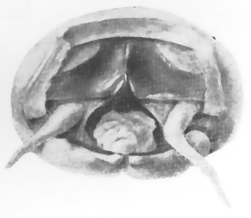 Ceuthophilus (Ceuthophilus) kansensis Hubbell, 1936: Fig. 42. male epiproct. (Otu).