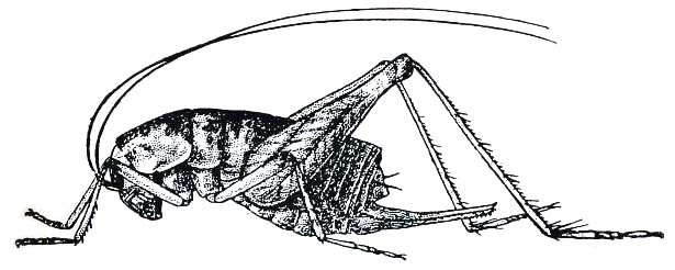 Ceuthophilus (Ceuthophilus) maculatus (Harris, 1835): Fig. 207. female habitus (body length 16-19 mm). (Otu).