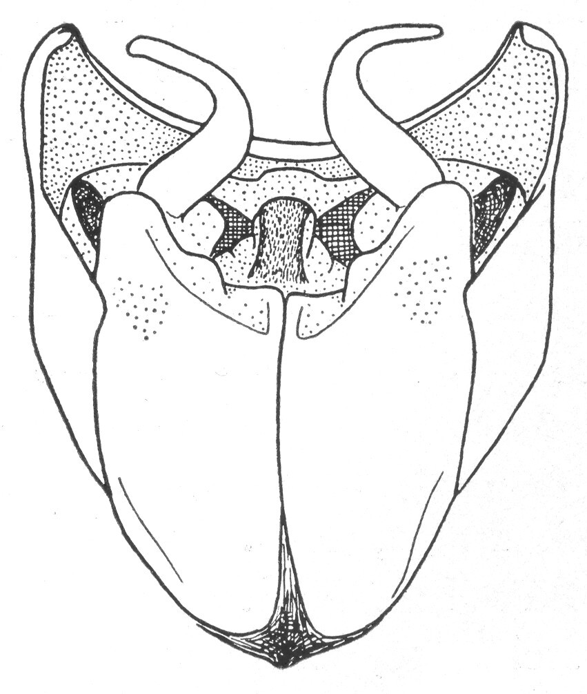 Ceuthophilus (Ceuthophilus) mississippi Hubbell, 1936: Fig. 728. male subgenital plate. (Otu).