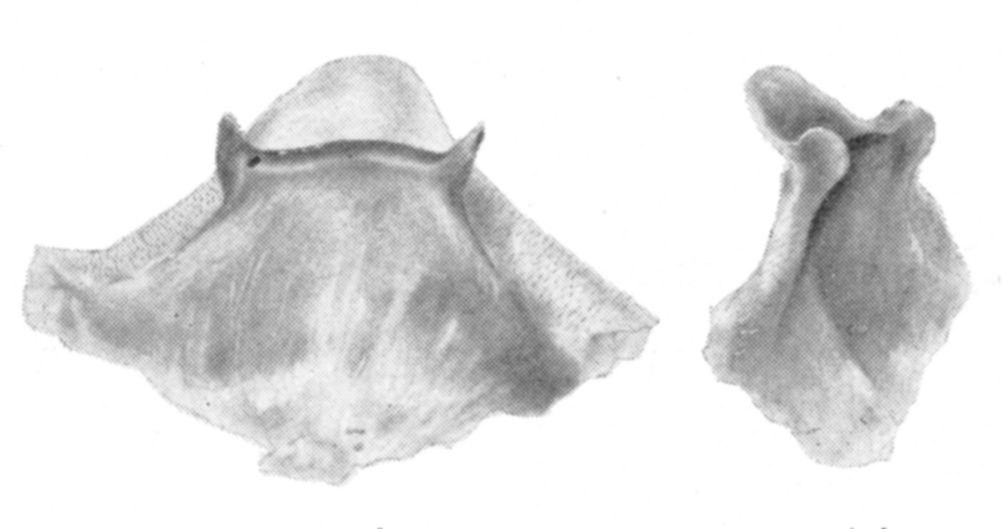 Ceuthophilus (Hemiudeopsylla) hesperus hesperus Hubbell, 1936: Figs. 93-93a. Epiphallus. (Otu).