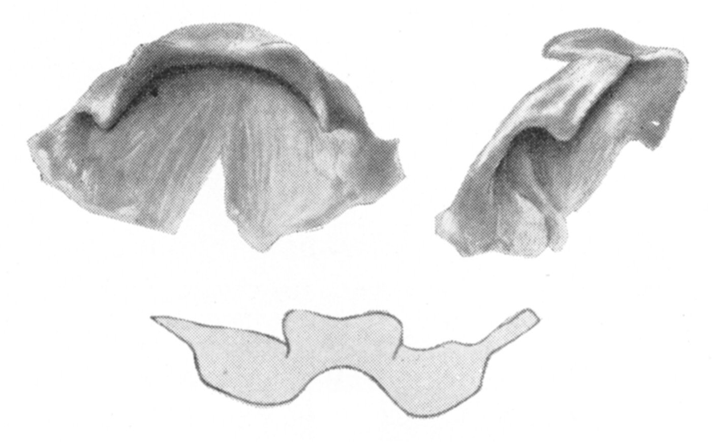 Ceuthophilus (Hemiudeopsylla) lamellipes Rehn, 1907: Figs. 95-95a-b. epiphallus. (Otu).