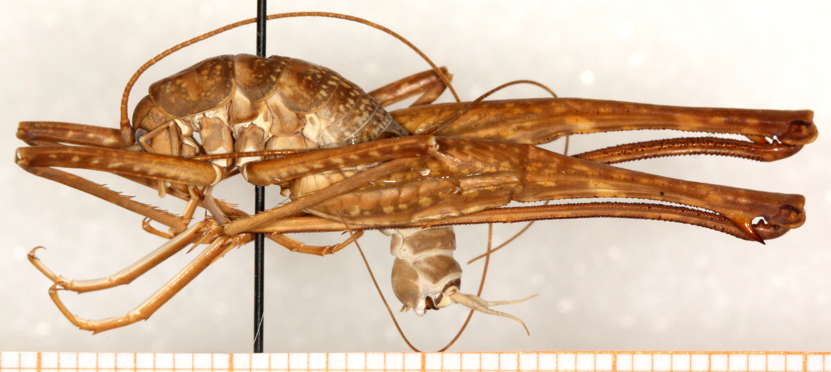 CollectionObject 1499609; 95544f41-09bc-4ee8-84a4-02e6e41b8354: male, lateral view (holotype). (CollectionObject).