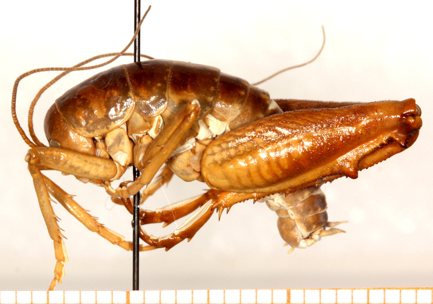 CollectionObject 1499611; 2747dcd4-09ff-41cb-a23f-c319e696edda: male, lateral view. (CollectionObject).