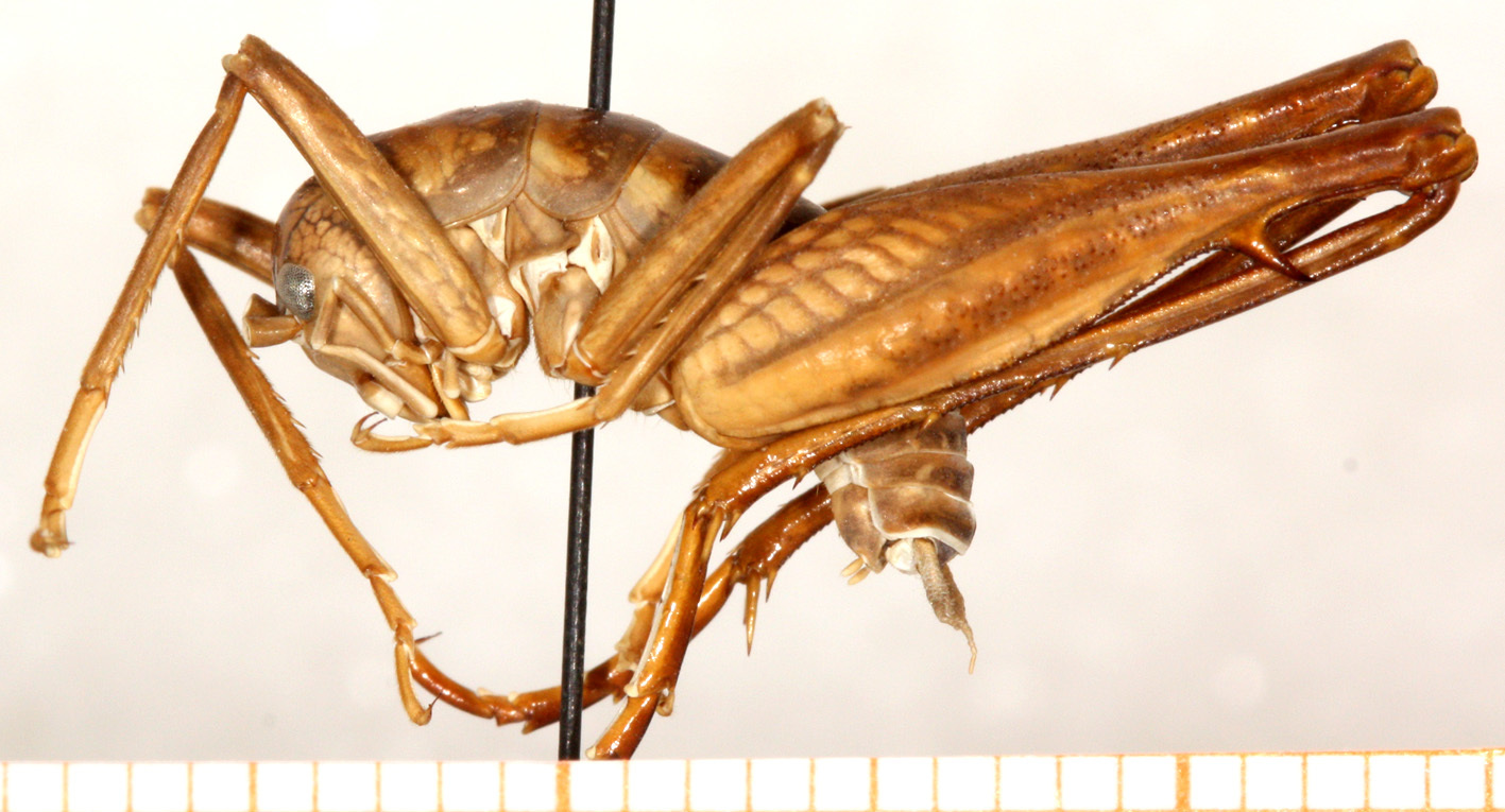 CollectionObject 1499613; 7fde8184-8e48-4119-82c2-1fc237c9dd52: male, lateral view (holotype). (CollectionObject).