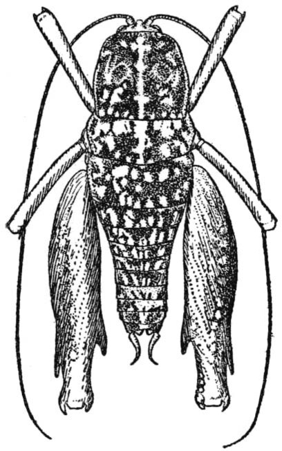 Pristoceuthophilus arizonae Hebard, 1935: Pl. 7 fig. 3. male, dorsal view (body length 9.2mm, pronotum 2.7mm, femur 3.7mm). (Otu).