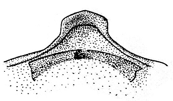 CollectionObject 1537753; 9027b703-ffaa-4d1f-a243-1ac1b8a084b2: Fig. 5 (after type). pseudosternite. (CollectionObject).