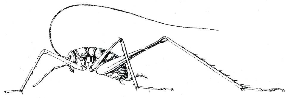Hadenoecus subterraneus (Scudder, 1861): Fig. 204. male (body length 16-20 mm). (Otu).