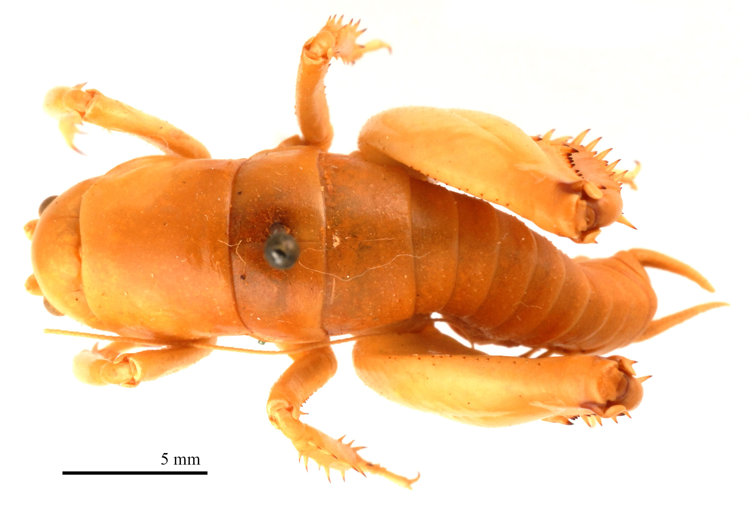 CollectionObject 1578329; 25a8cca3-4449-436b-9ccb-408933822763: male, dorsal view (paratype). (CollectionObject).