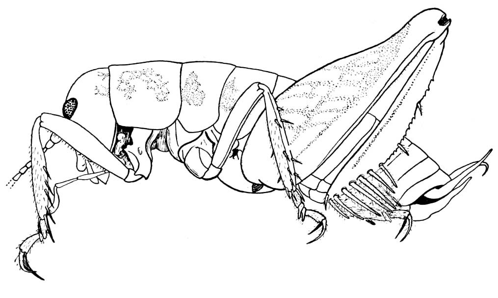 Ammobaenetes lariversi Strohecker, 1944: Fig. 1. male habitus (pronotum length 2.6 mm, hind femur 8.7 mm). (Otu).