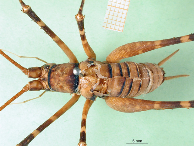 CollectionObject 1500318; 7cf51514-c103-4b66-9594-a0303c03318d: male, dorsal view (syntype of Pachyrhamma novaeseelandiae). (CollectionObject).