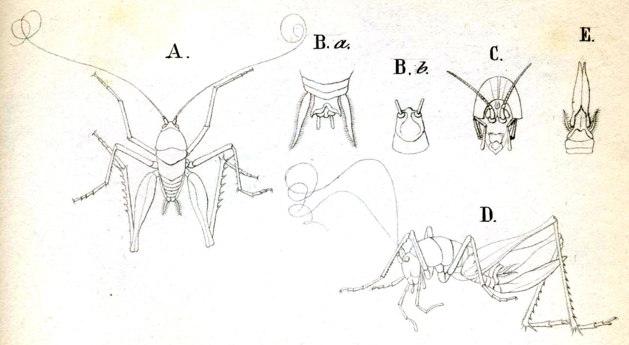 Troglophilus (Troglophilus) cavicola (Kollar, 1833): Pl. 8, Fig. 1. A male (body length 12-15 mm), B male abdomen tip (a dorsal, b ventral), C head, D female (14-16 mm) E ovipositor, ventral view (length 11 mm). (Otu).