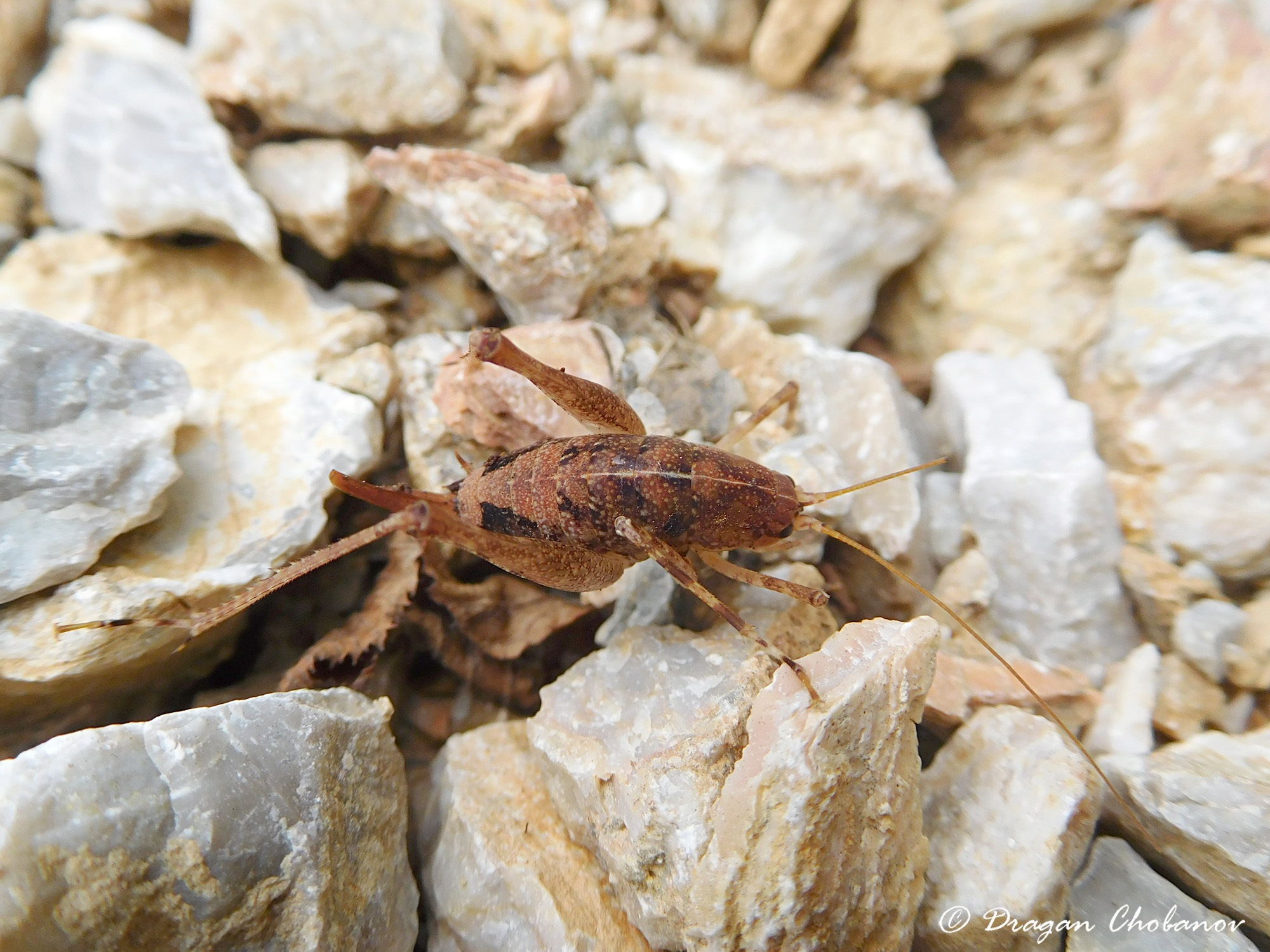 CollectionObject 1588215; 1f5b0e67-7560-49cd-9c53-4785eaa32fbd: female, MK: Drugovo municipality, Bistra Mt., Suvi Dol. (CollectionObject).
