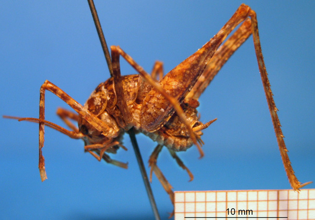 CollectionObject 1538346; fc80b318-8c36-4df6-8962-2a8bd9f52606: male, lateral view. (CollectionObject).