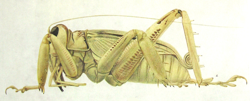 Schizodactylus hesperus Bey-Bienko, 1967: lateral view. (Otu).