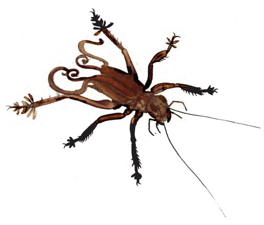 Schizodactylus monstrosus (Drury, 1773): (Otu).