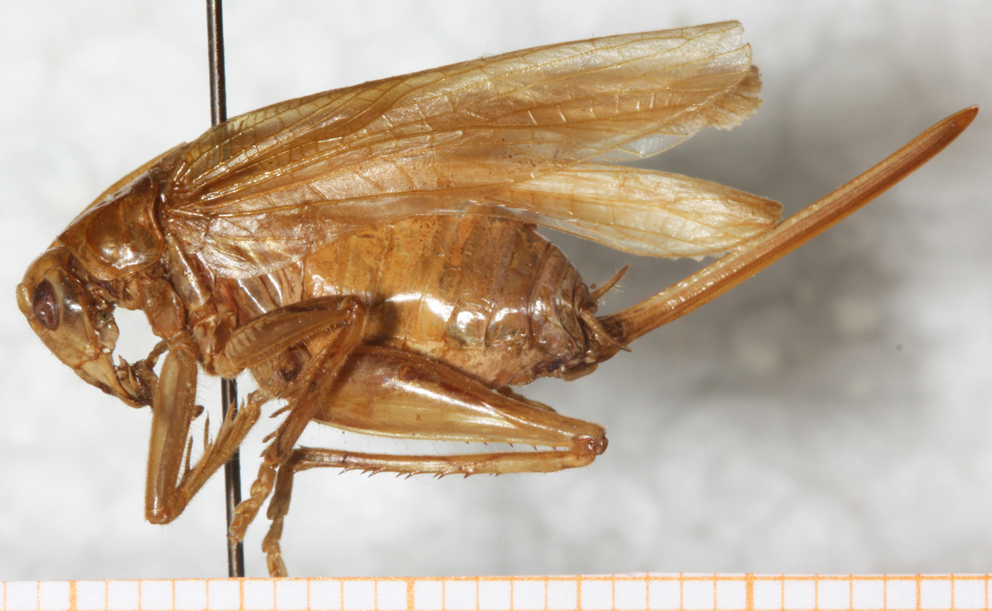 CollectionObject 1533029; NMW 20.279, 7d8b5655-777f-4f89-8c57-8ad927bf5e22: female, lateral view (allotype). (CollectionObject).