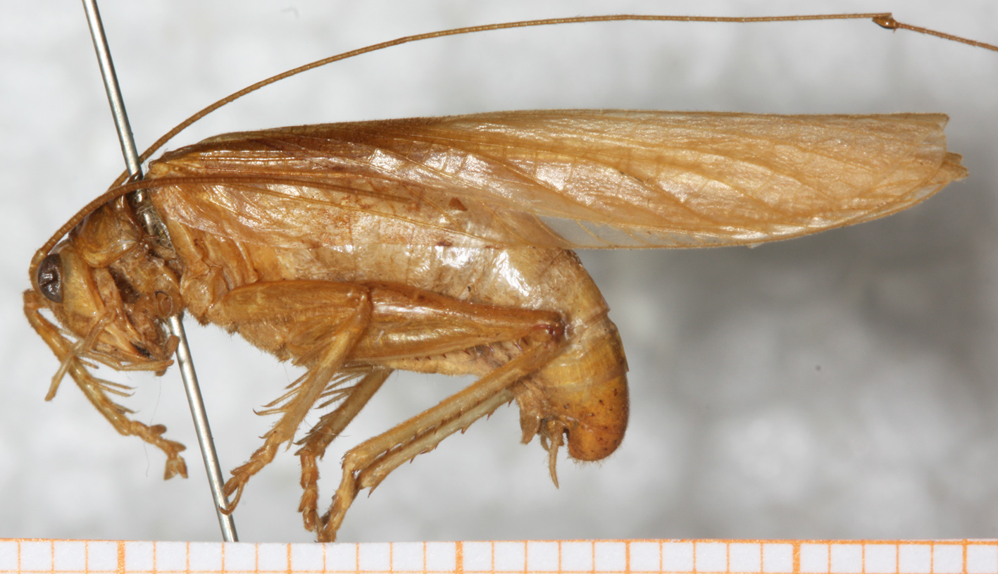 CollectionObject 1531284; NMW 15.460, 2fd990fc-f692-48ef-bcc2-4716a1d81b70: male, lateral view (syntype). (CollectionObject).