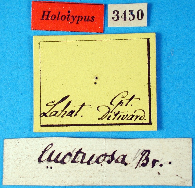 CollectionObject 1474991; ec7be979-a81d-4ed0-9063-db52ddf79877, MfN 3450: labels (holotype). (CollectionObject).