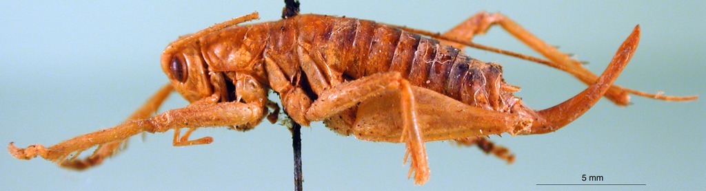 CollectionObject 1475072; 08906013-016b-4310-9068-55475b532f19, DORSA BSmellatHTF: female, lateral view (holotype). (CollectionObject).