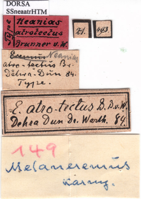CollectionObject 1530658; abf79146-078b-4ec8-8611-01ba9cb3513d, DORSA SSneaatrHTM: labels (holotype). (CollectionObject).