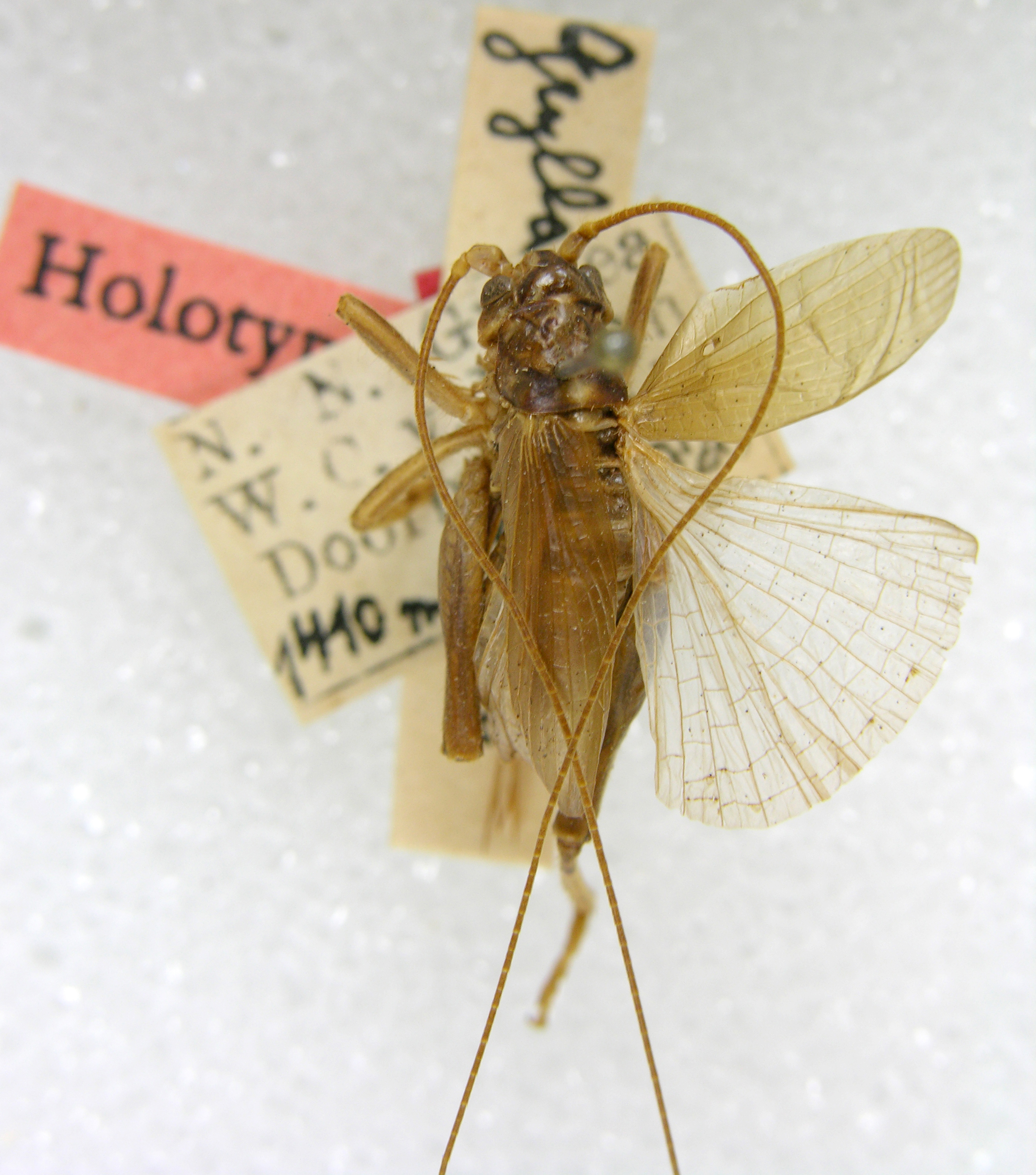 CollectionObject 1475082; 3aa89f36-8b3b-41d8-8aec-3a289d2b0aef: female, dorsal view (holotype). (CollectionObject).