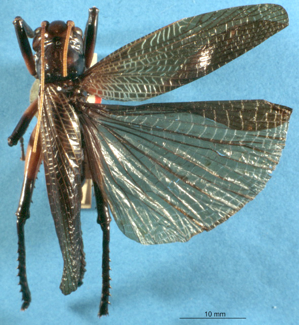 CollectionObject 1520453; 47ed386e-6f57-43f0-8330-5957bb1509ea: male, dorsal view (holotype). (CollectionObject).