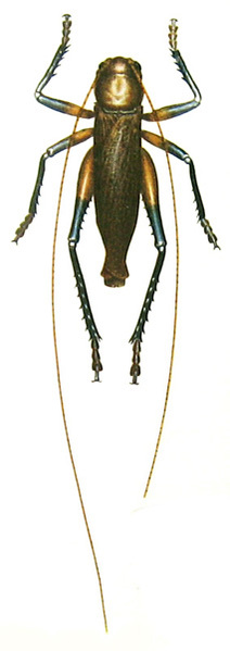 Melanogryllacris atrata disjuncta (Karny, 1928): Pl. I, Fig. 1. habitus, dorsal view (probably male) (Gryllacris atrata). (Otu).