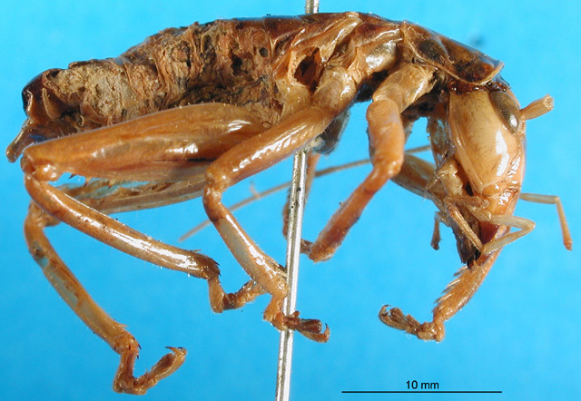 CollectionObject 1501685; a5ed3cba-fb29-49e0-aa37-c7d9ccb485f4: male, lateral view (lectotype). (CollectionObject).