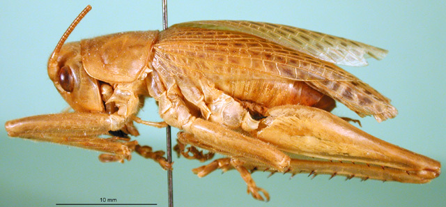 CollectionObject 1500173; d2b01c9d-d0bd-48a8-b244-ae39024e9a74, DORSA BSeugbrauSM1: male, lateral view (syntype). (CollectionObject).