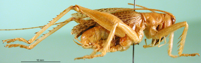 CollectionObject 1500174; 8bdb056c-ce0c-4cd6-b95c-2531073e5d69: male, lateral view (syntype). (CollectionObject).