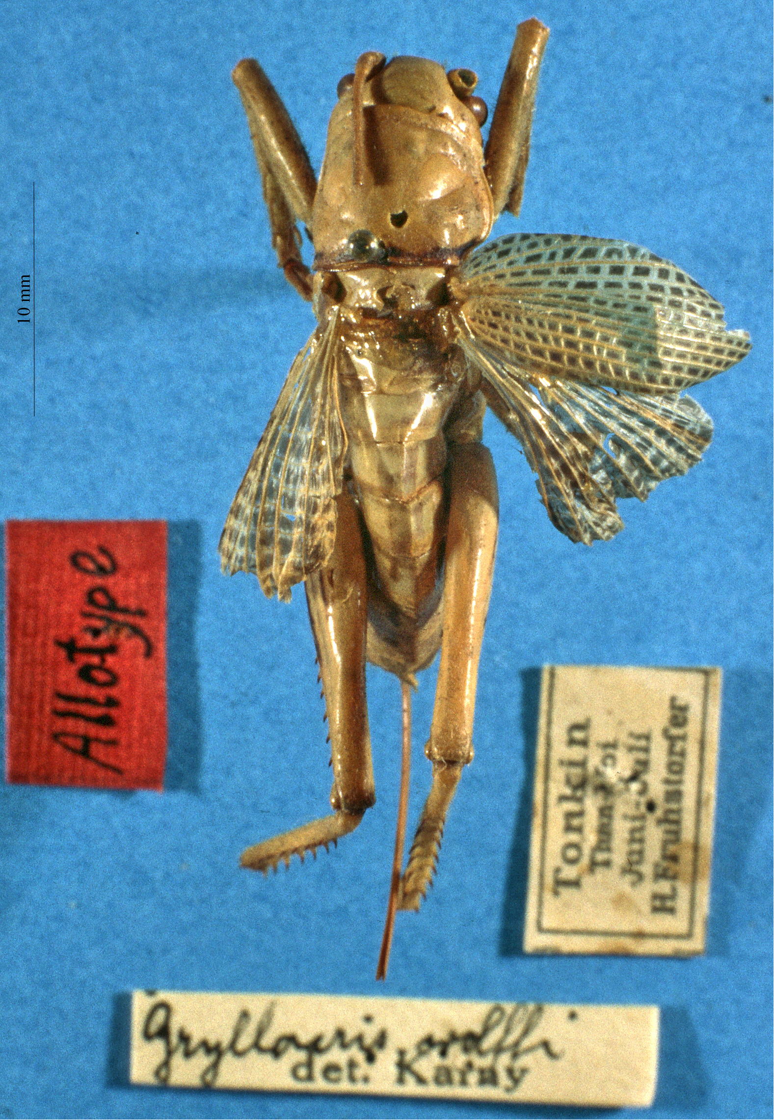 CollectionObject 1520541; 61b7390e-7992-4f0a-8f33-a780415cb5b3: female, dorsal view. (CollectionObject).