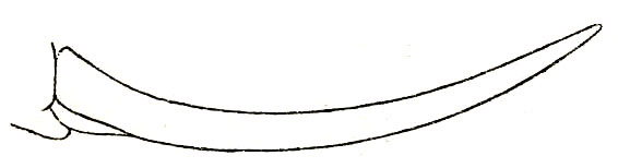 Capnogryllacris annulicornis (Hebard, 1922): Pl. XXII, Fig. 6 (after type). ovipositor (length 17.7 mm). (Otu).