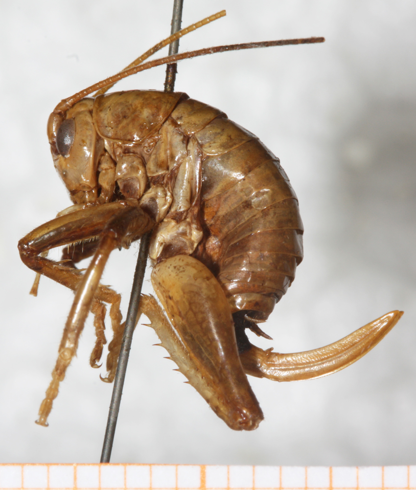 CollectionObject 1533024; eb0e04fb-162d-40c0-a26c-254ab78ad183: female, lateral view (syntype). (CollectionObject).