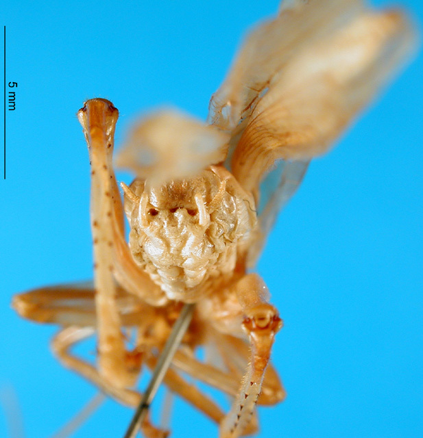 CollectionObject 1500128; e6e1ebd0-a694-4aa4-989b-4be7645cbcf5, MfN 3440: holotype. male, abdominal apex. (CollectionObject).