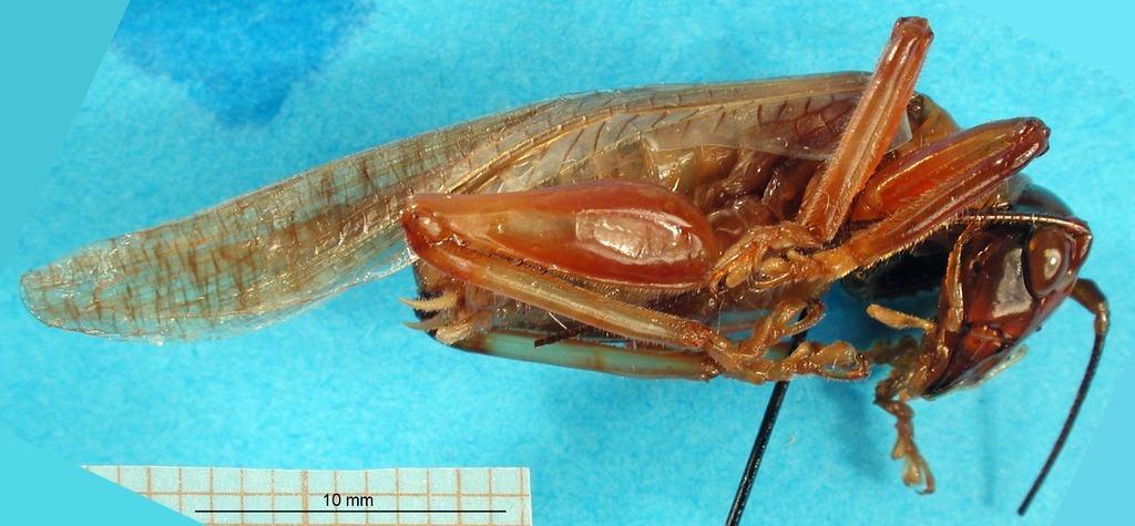 CollectionObject 1500129; d1d5b954-18e2-488a-9598-f042ad5af5ee: male, ventro-lateral view (syntype). (CollectionObject).