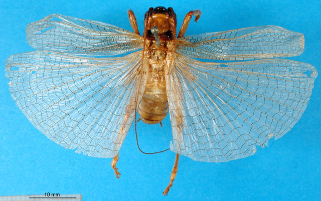 CollectionObject 1500130; a423b35b-20f3-41a2-81ef-8e80670973b1, MfN 4785: male, dorsal view (holotype). (CollectionObject).