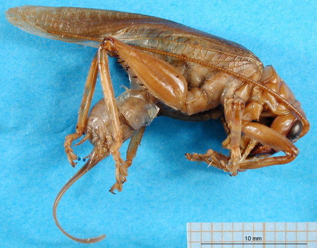 CollectionObject 1500131; 5f1fca0b-1a1b-4a9b-9fc3-6050c1bf1ff2, DORSA BSal016S01: female, lateral view (holotype). (CollectionObject).