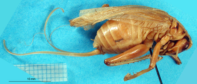 CollectionObject 1500132; 3bec05ec-6b66-4281-babb-364a4ced1897, DORSA BSal015S01: female, lateral view (holotype). (CollectionObject).