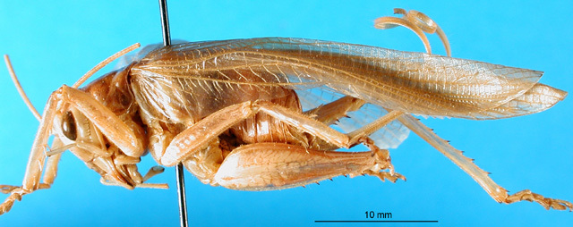 CollectionObject 1499128; a536c111-3fd3-44c8-8968-75a7dec4208e: female, lateral view. (CollectionObject).