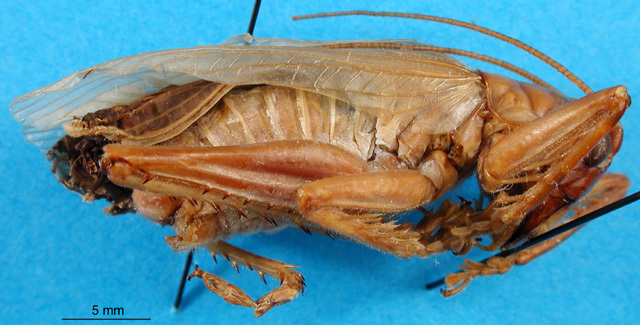 CollectionObject 1500134; 9c4cb31e-7426-46ec-9512-9db6650834d4, DORSA BSal023S01: male, lateral view (holotype). (CollectionObject).