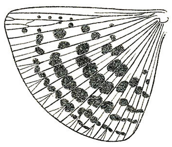 Xanthogryllacris punctipennis gemmicula (Hebard, 1922): Pl. XXI, Fig. 10 (after type). hindwing of male. (Otu).