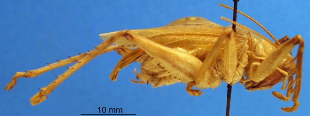 CollectionObject 1505445; 55ef0064-6fcb-4532-b3cf-7c109df1796f: male, lateral view. (CollectionObject).